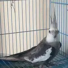 ذكر وايت فيس منتج (تم البيع)