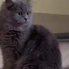 قطه لتبني