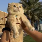 قط تربل فولد للتزاوج