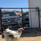 طقم دجاج براهما كولمبي