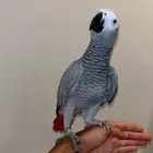 بغبغاء للبيع