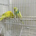 زوج بادجي هولندي ( تم البيع )