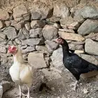 دجاج باكستاني فواخر للبيع