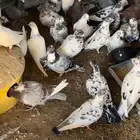 حمام بكستاني