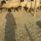 غنم نعيم مراح دفيع ومولده