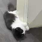 قطط تبني