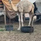 حاشي عمره 6اشهر