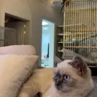 قطوه ذكر 6 شهور