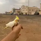 كروان لاتينو ضايع شوران حي الروابي شارع عبدالله بن ميمون