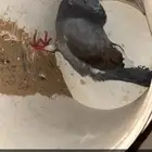 للبيع حمام شرط على السوم