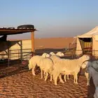 غنم حرش صنف