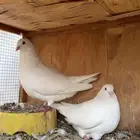 حمام لواح على الشرط منتج