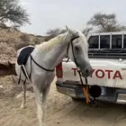 لجام مع شكيمه حاره نضيفه شبه جديد استعمال 6 مرات فقط