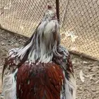 ديك ميوالي مشجر