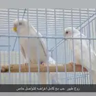 طيور حب