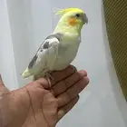 كروان اليف ويصلح للأطفال
