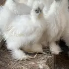 دجاج قطني مستوى فاخر
