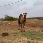 بعير فحل ساحلي