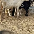 نعجه درمانيه صنف