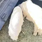 طليان