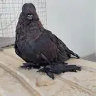 جوز لونق فيس اسود