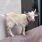 ماعز قزم بيور