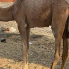 قعود العمر خمسه شهور