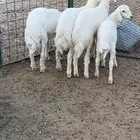 خرفان طيبه