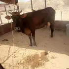 بقره خلفه