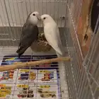 طيور روز بصحة ممتازة