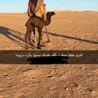 للبيع خلفات ابل الموقع غرب شقراء