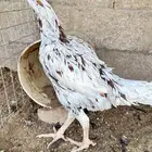 دجاجه للبيع