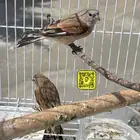 كمية حسون يمني مغردين ربي يبارك