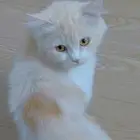قطة للتبني