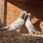 اجوز باكستاني