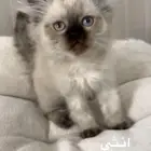 قطط