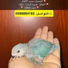 فروخ كروان فرخ روز