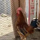 للبيع ديكين و واربعين دجاج