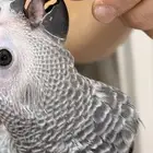 فرخ كاسكو طفره انتاج محلي