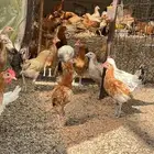 دجاج مشكل من عمر شهرين ونص وربع شهور