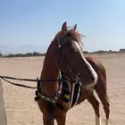 خيل وفرس للبيع