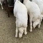 للبيع خرفان مناسبات