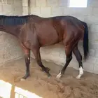 حصان انقليزي سبوق ماخذ الثاني بسباق عفيف معه جواز سفر