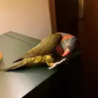 ببغاء الوري