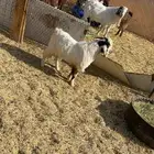 تيوس مشاريع فحول هجين بورقوت