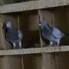 زاجل سباق