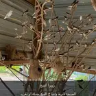 زيبرا للبيع