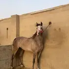مهره شعبية شيخة