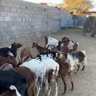 معزا ولد كفو