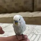طير من طيور الحب